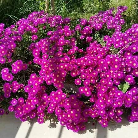 Sun Hotel apartamentowy 3*