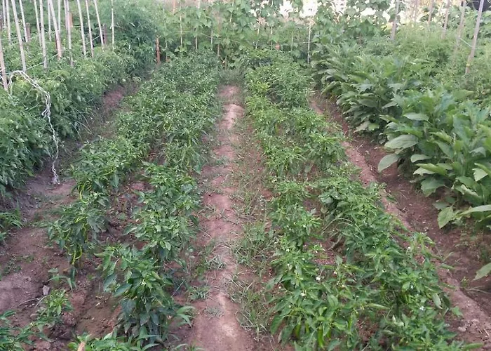 Hotel de apartamente Sun